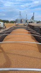 Soybean GMO - Image 1