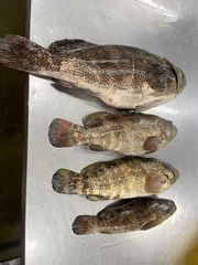 Fresh Fish Fillets - Image 2