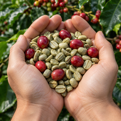 green coffee bean - Image 2