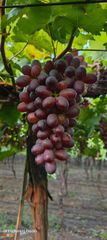 Grapes - Image 5
