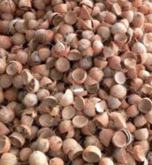 Coconut Shell – product photo 1, product detail gallery