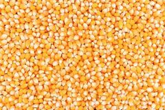 Wholesale supplier of premium Yellow Corn for food and feed – product photo 4, product detail gallery