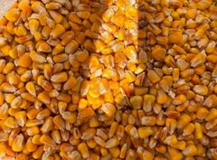 Yellow corn non GMO on FOB - CIF - Image 2