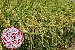 Premium 1121 Basmati rice – product photo 2, product detail gallery