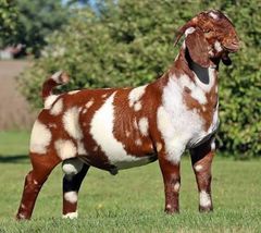 Superior Live Milking Boer  Goats Farm Raised Healthy Dairy Livestock  Cheap Price Offer for export worldwide - Image 5