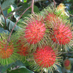 Fresh Thai Rambutan Top-Best 100% Naturally Sweet Fruit Red Skin - Image 2