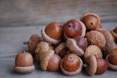 Farm Fresh Acorns Whole Seeds Natural Taste Clean Fresh Quality Ideal For Feed Industry And Bulk Processing Use Buy Today Fast Delivery Premium Quality Wholesale - Image 2