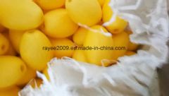 Professional Fishing Tool Plastic Fishing Net Float Ply 2-420 Color White Origin China Denier(D) 210 Model NO. OEM Trademark - Image 1