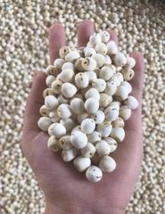 Lotus Seed - Image 1