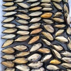 frozen cooked mussel with half shell Style FROZEN Weight (kg) 1 Address China Packaging Bulk Content MUSSEL Ingredients - Image 3