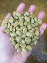 Organic Arabica Coffee Bean Color Green Grade A and B Weight (kg) 50 Variety Arabica Type Coffee Bean Model Number BPL Brand Name - Image 2