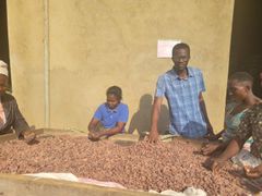 Cocoa Beans – product photo 2, product detail gallery