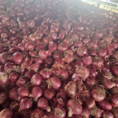 Fresh Onion - Image 1
