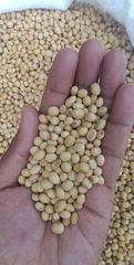 SOYABEANS GRADE A – product photo 5, product detail gallery