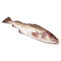 Fresh Whole Fresh Cod Skrei Fish Fish Ready For Export. - Image 4