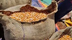 Maize (Corn) – product photo 1, product detail gallery