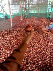 Fresh indian red onion - Image 1