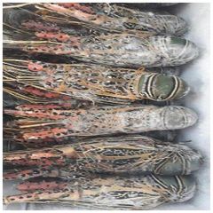 Fresh Quality Pacific  Red Lobsters for sale. - Image 4