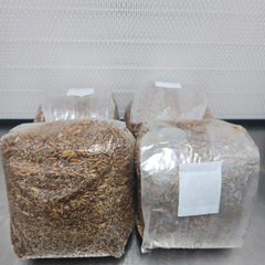 Mushroom Growing Spawn Bag Premium Quality for Fast Delivery Get the Best Wholesale Rates and Start Cultivating Mushroom - Image 4