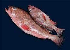 Frozen Reef Cod — Whole Round – product photo 2, product detail gallery