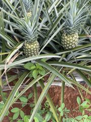 Natural Fresh Juicy Pineapple/ Sweet MD2 Pineapple Fruits/ Fresh Whole Pineapple (WA 0084366808683) - Image 2