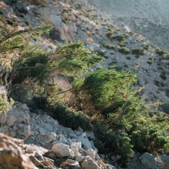 Wild Mountain Rosemary Form Dried Leaves Purity High Purity Aroma Strong Natural Aroma Harvest Type Wild Harvested Type Wild Mountain Rosemary - Image 2