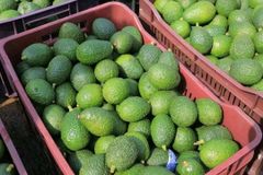 Hass Avocado - Image 1