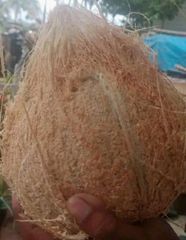 Semi Husked Coconut, Grade A, Origin Sulawesi-Indonesia – product photo 2, product detail gallery
