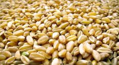 Wheat, Durum and soft milling Type Durum Wheat, Soft Wheat - Image 1