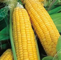 🌽 corn - Image 1