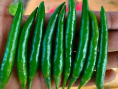 green chilli, red chilli, harsh/vyette avocados - Image 1