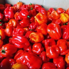 Fresh pepper Grade Top Grade Packaging As per buyer - Image 2