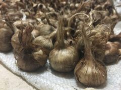 Saffron Seed - Image 2