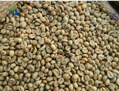 Robusta Coffee scr16-Wet Polished – product photo 5, product detail gallery