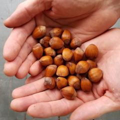 Wholesale Natural Hazelnuts Premium Bulk Supply Fresh Roasted Snack Healthy Delicious and Nutritious for Export - Image 1