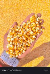 High-Quality Yellow Corn - Image 2