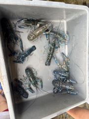 Red claw crayfish Origin Indonesia Price M ($65), L ($100) Size Range M (4-6 Inch), L (8-10 - Image 4