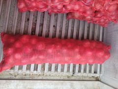 Fresh Pakistani Onion – product photo 3, product detail gallery