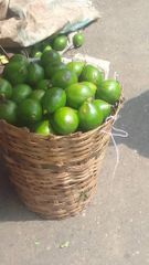 Avocado – product photo 1, product detail gallery