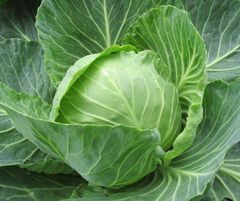 Fresh Wholesale Cabbage Round and Flat Cabbages by Chinese Factory in Bulk - Image 2