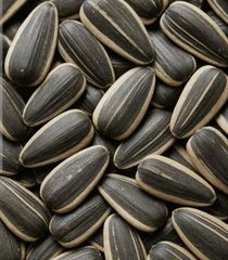 Sunflower seeds - Image 2
