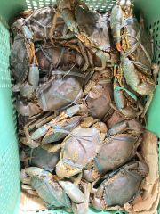Imitation crab - Image 1