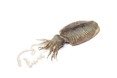 Frozen Whole Cuttlefish, Whole Cuttlefish, IQF Cuttlefish, Block Frozen Cuttlefish, Seafood Export - Image 1