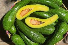 High quality fresh mature avocados from 100% natural creamy taste 10kg/box – product photo 4, product detail gallery