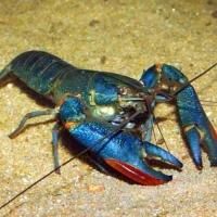 Australian Red Claw Crayfish - Image 1