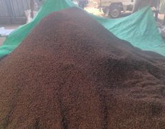 Whole Clove - Image 1
