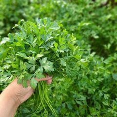Egyptian Dried Parsley Leaves (Flakes / Crushed) - Image 1