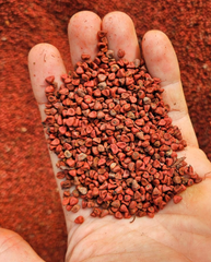 bulk annatto seeds: used in food industry / colorant industry for extract development (bixine /norbixine) - Image 5