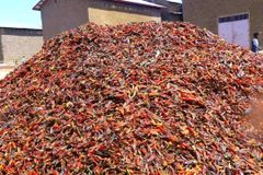 Freshdi Premium Ethiopian Dried Red Hot Chili Pepper - Authentic Whole Capsicum Spices - Image 4