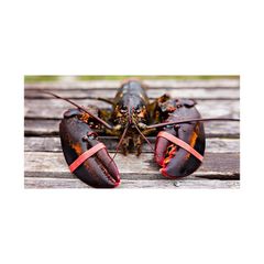 Factory price Canadian whole raw lobster UHP offered for wholesale sourcing programs - Image 5